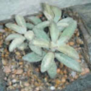 Meet your Posher, Flavia